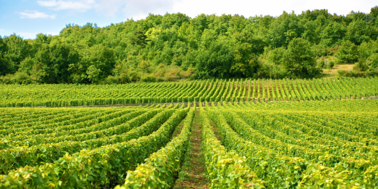 Cultivo para viñedo